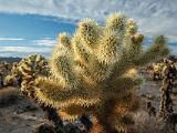 Joshua Tree 015